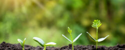 Small trees of different sizes on a green background, the concep